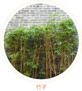 門前植物風水|大門風水有講究，兩側放什麼植物好？大門口放什麼花。